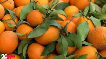 البرتقال وتأثيره المدهش على صحتك.. هذا ما يحدث لجسمك عند تناوله يومياً